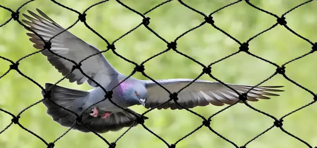 Top Quality Pigeon Netting Service in HSR Layout, Jalahalli and Bangalore